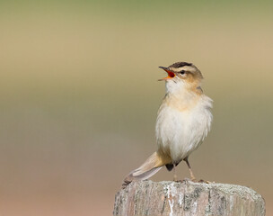 Sedge Warbler singing