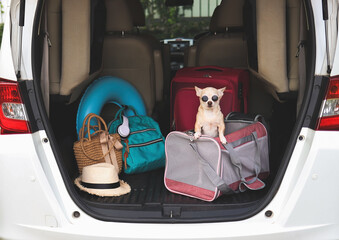 brown chihuahua dog wearing sunglasses standing in traveler pet carrier bag in car trunk with...