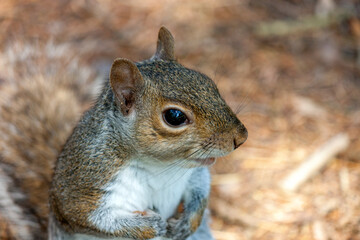 a cute eastern gray squirrel (Sciurus carolinensis), also known as  the grey squirrel, 