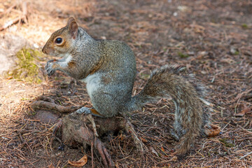 a cute eastern gray squirrel (Sciurus carolinensis), also known as  the grey squirrel, 