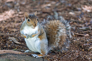 a cute eastern gray squirrel (Sciurus carolinensis), also known as  the grey squirrel, 