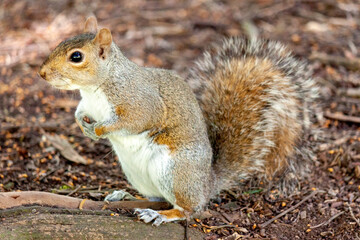 Naklejka na ściany i meble a cute eastern gray squirrel (Sciurus carolinensis), also known as the grey squirrel, 