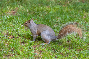 a cute eastern gray squirrel (Sciurus carolinensis), also known as  the grey squirrel, 