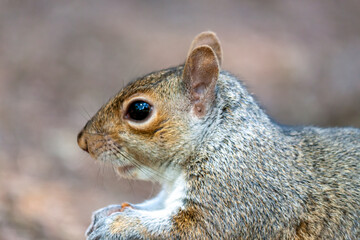 a cute eastern gray squirrel (Sciurus carolinensis), also known as  the grey squirrel, 