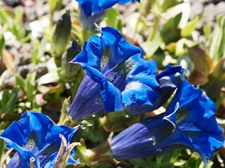 Gentiana acaulis - Close-up on a erect trumpet-shaped blue flower of stemless gentians with...