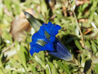 Gentiana acaulis - Close-up on a erect trumpet-shaped blue flower of stemless gentians with...