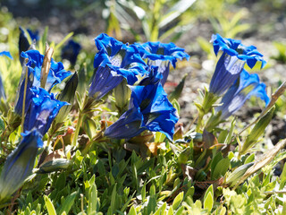 (Gentiana acaulis) Mat of trumpet-shaped blue flowers of stemless gentians
