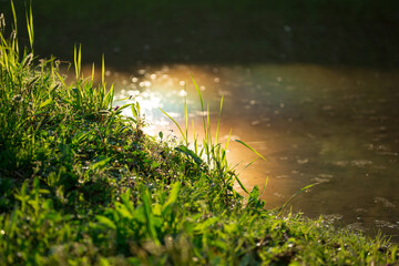 虹色の光と雑草