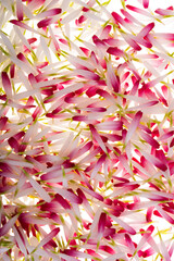 background of daisy petals