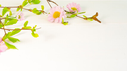 Delicate pink flowers and fresh branches on a white background. Image with selective focus