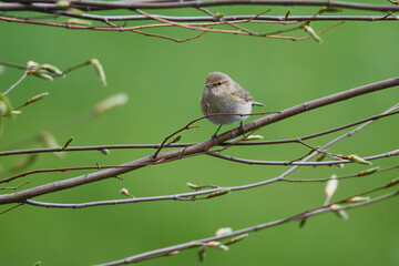Zilpzalp oder Weidenlaubsänger (Phylloscopus collybita) im Frühjahr	