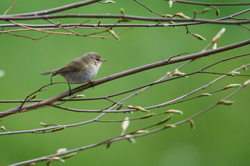 Zilpzalp oder Weidenlaubsänger (Phylloscopus collybita) im Frühjahr	