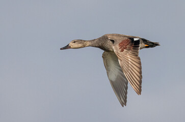 Flying Gadwall