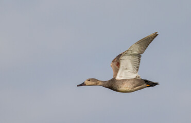 Flying Gadwall
