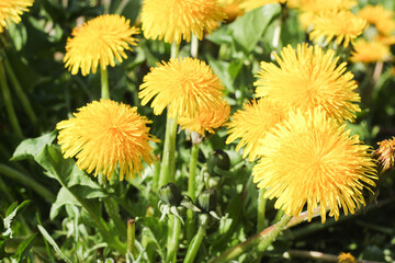 Butterblumen Löwenzahn draußen essbare Blüten