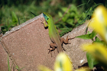 green lizard on a brick