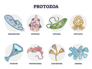 Protozoa division collection as single cell eukaryote biological outline set. Labeled educational closeup scheme with paramecium, didinium, euglena, difflugia, stentor and amoeba vector illustration. - obrazy, fototapety, plakaty
