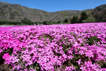 Obraz premium 【日本】富士の芝桜