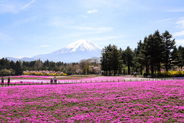 【日本】富士の芝桜