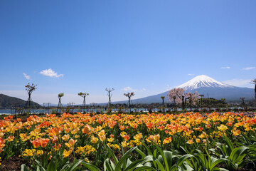 【日本】富士山と河口湖と花