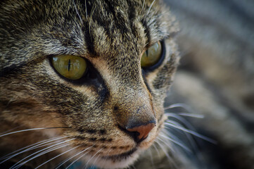 Naklejka na ściany i meble close up portrait of a beautiful young tabby cat looking in front of him with yellow green eyes