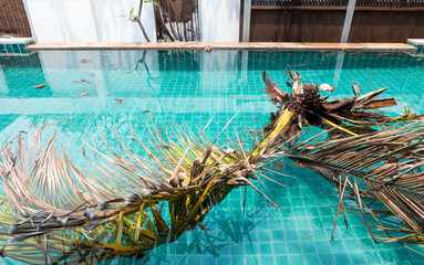 Coconut tree fallen into swimming pool, storm season, tropical storm season in Thailand, pool problem by nature