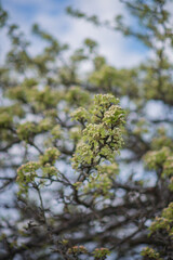 Photo of a blooming pear in early spring.