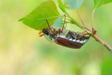 Maybug on a birch leaf.Natural background. Sunlight.