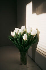 Closeup of white tulips standing in the sunny room. Mockup for greetings with valentines, mothers day and Easter celebration with copy space