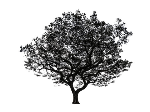 Beautiful shape of big silhouette tree isolated on white background.