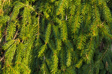 Spruce branch background, branch of spruce with green needles, Christmas tree greenery texture
