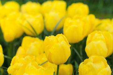 White tulips flowers close up. Selective focus. Spring or summer concept. Spring background. Greeting festive card
