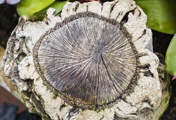 Wood trunk cut, grey tree wood cut end with bark texture background