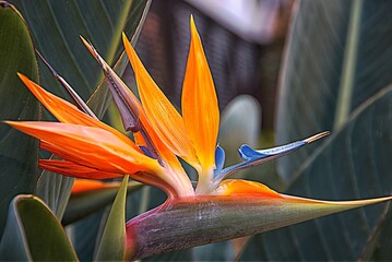 Fototapeta Strelicja królewska – Rajski Ptak, tworzy piękne i oryginalne kwiaty obraz