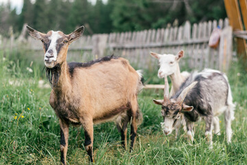 Goats of different colors graze in the backyard of the farm.Summer, rural simple life, positive vibes.