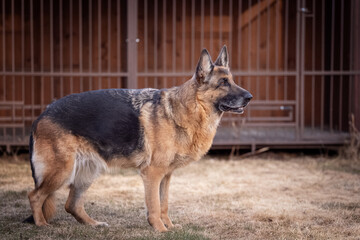 german shepherd in full growth on the background of the aviary