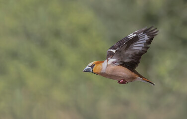 Hawfinch flying by with wings up