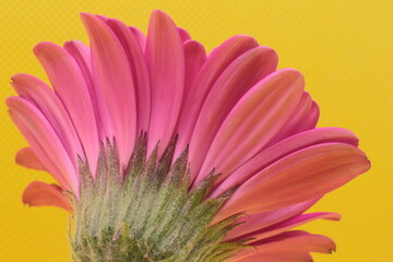 back of a pink gerbera on a yellow background