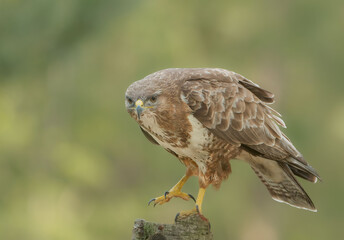 Buzzard perched with one foot up