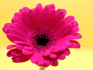 pink gerbera flower on yellow background