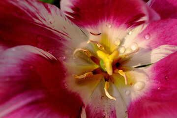 Fototapeta na wymiar close up of inside of tulip with rain drops