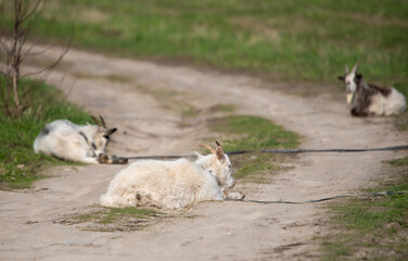 Obraz premium young goats are lying on the village road