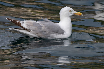 Seabirds hunt sardines in the Velfjord, Northern Norway,scandinavia,Europe