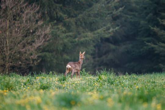 Eine tr&auml;chtige Ricke sichert aus einer brach liegenden Wiese am Waldrand mit Fichten