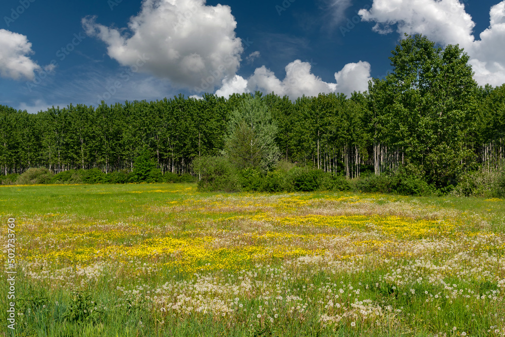 Wall mural spring flowering meadow with poplar grove in the background and blue sky with white clouds