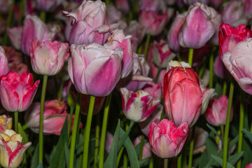 Tulips (Tulipa sp., family: Liliaceae).