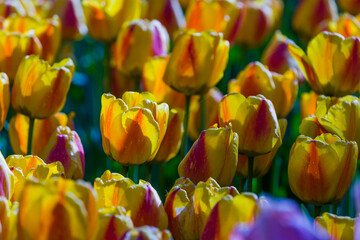 Tulips (Tulipa sp., family: Liliaceae).