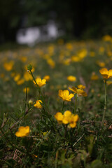 yellow flowers in the meadow