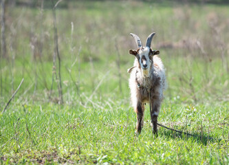 the goat is tied on the field