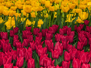 Tulips (Tulipa sp., family: Liliaceae).